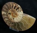 Inch Ammonite (Half) - Crystal Chambers #3756-2